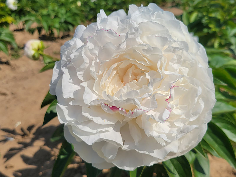 母親的選擇 花徑極大 重瓣型